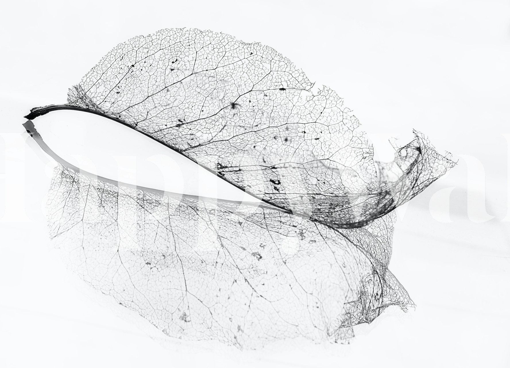 Black and white wall mural featuring a delicate, translucent skeleton of a leaf with visible veins