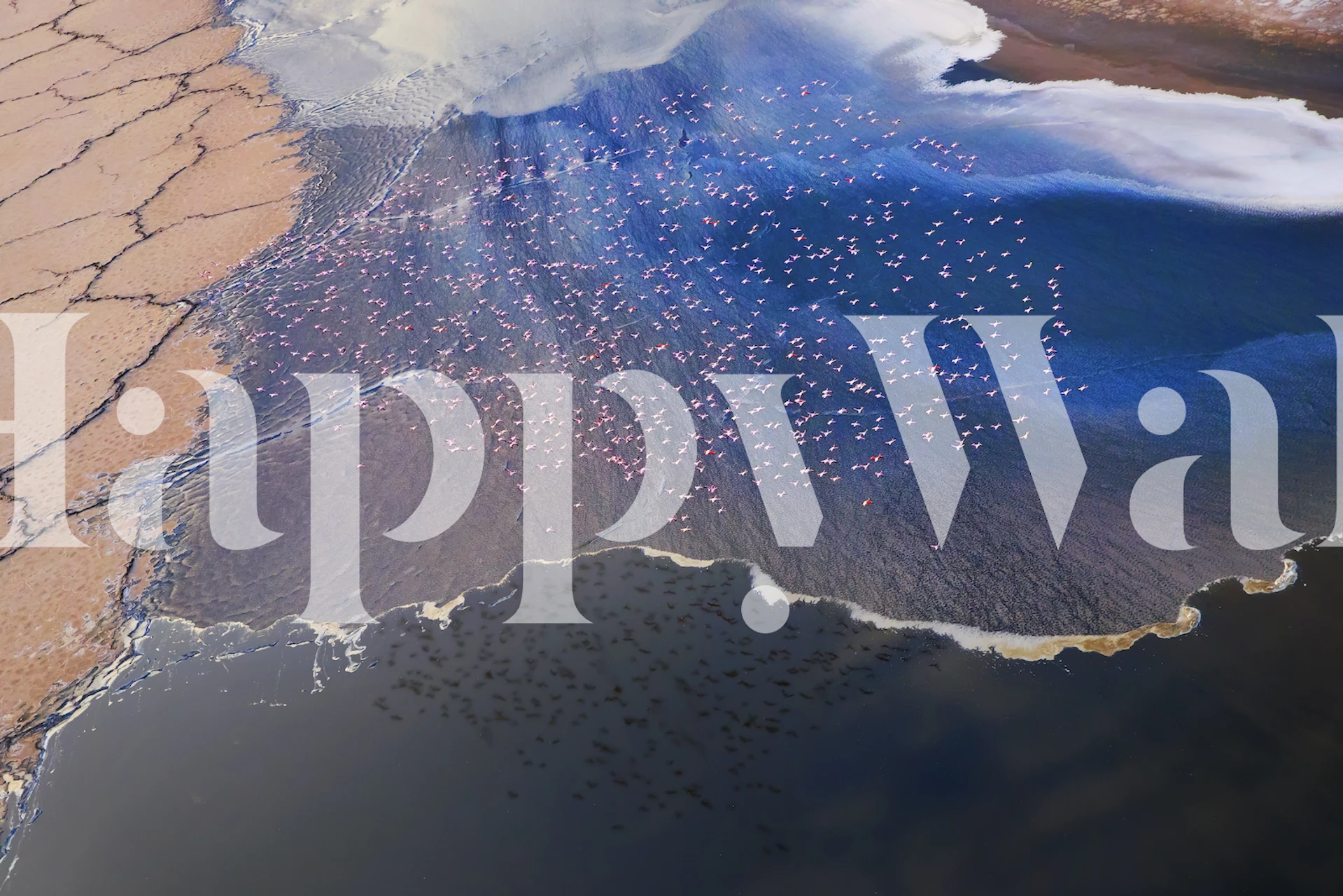 Papel tapiz floral en una habitación elegante