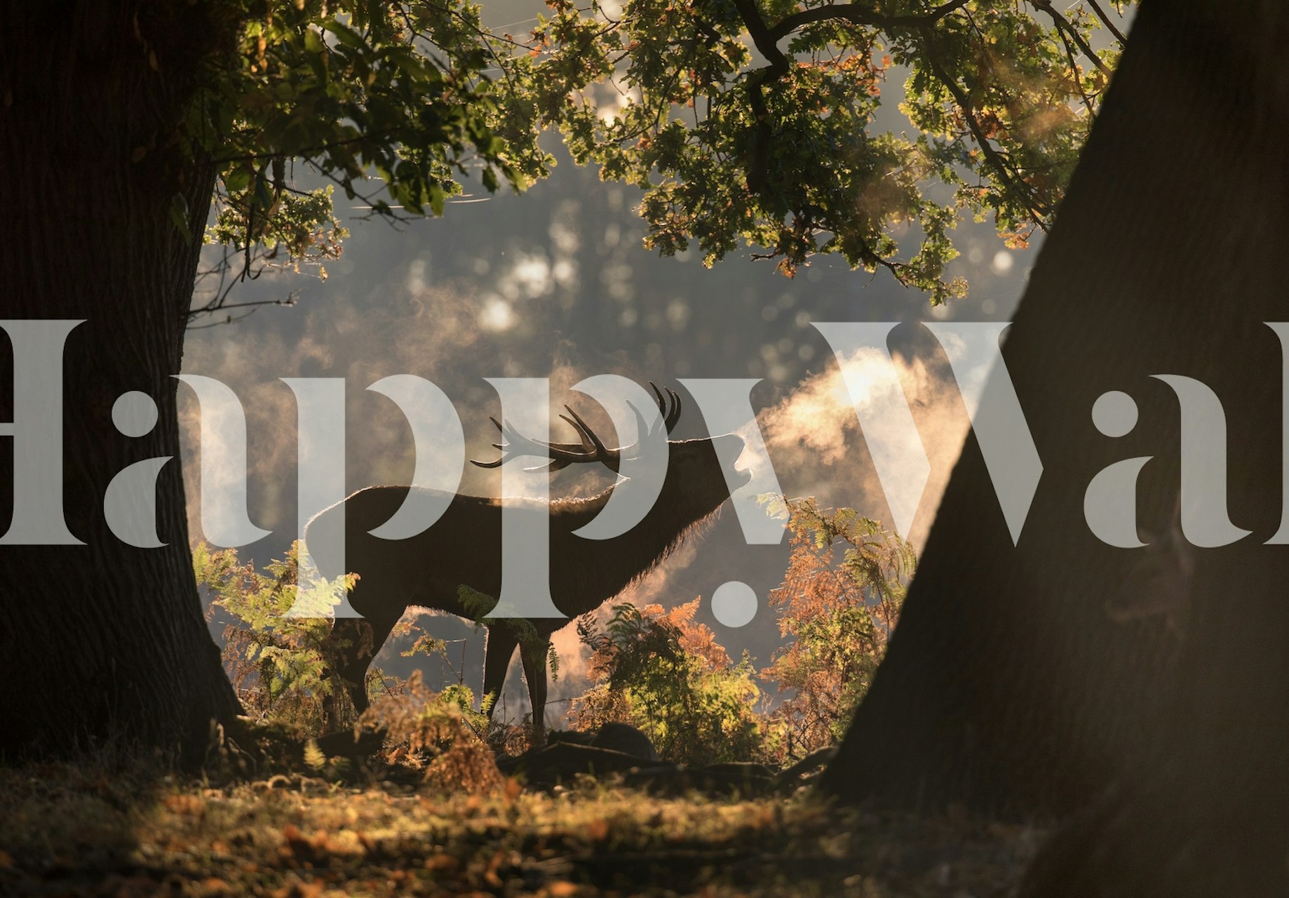 Stag in the shadows wallpaper for room decor