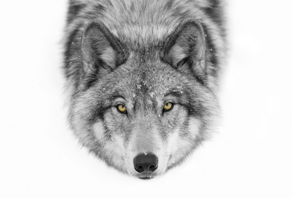 Yellow eyes   Timber Wolf