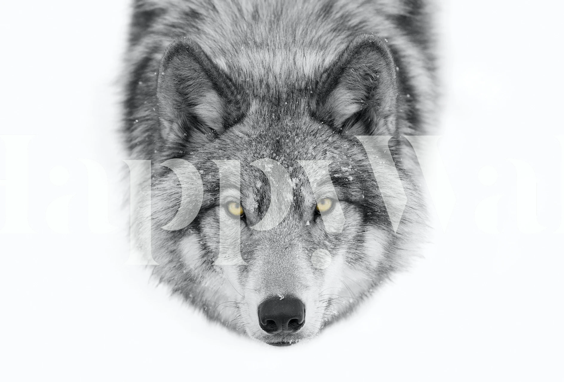 Black and white wolf face with yellow eyes wallpaper