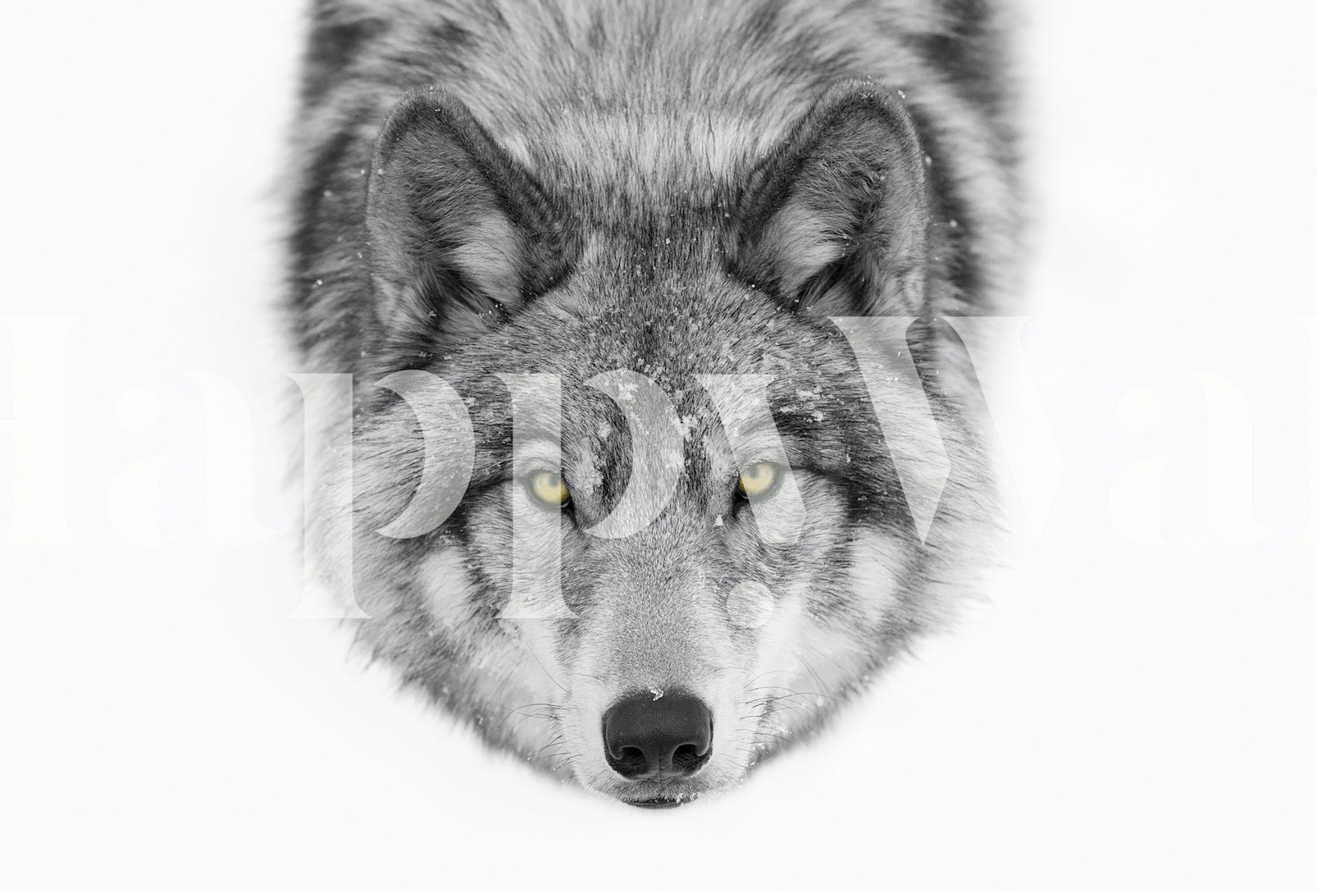 Timber Wolf -tapetti, jossa on yellow eyes