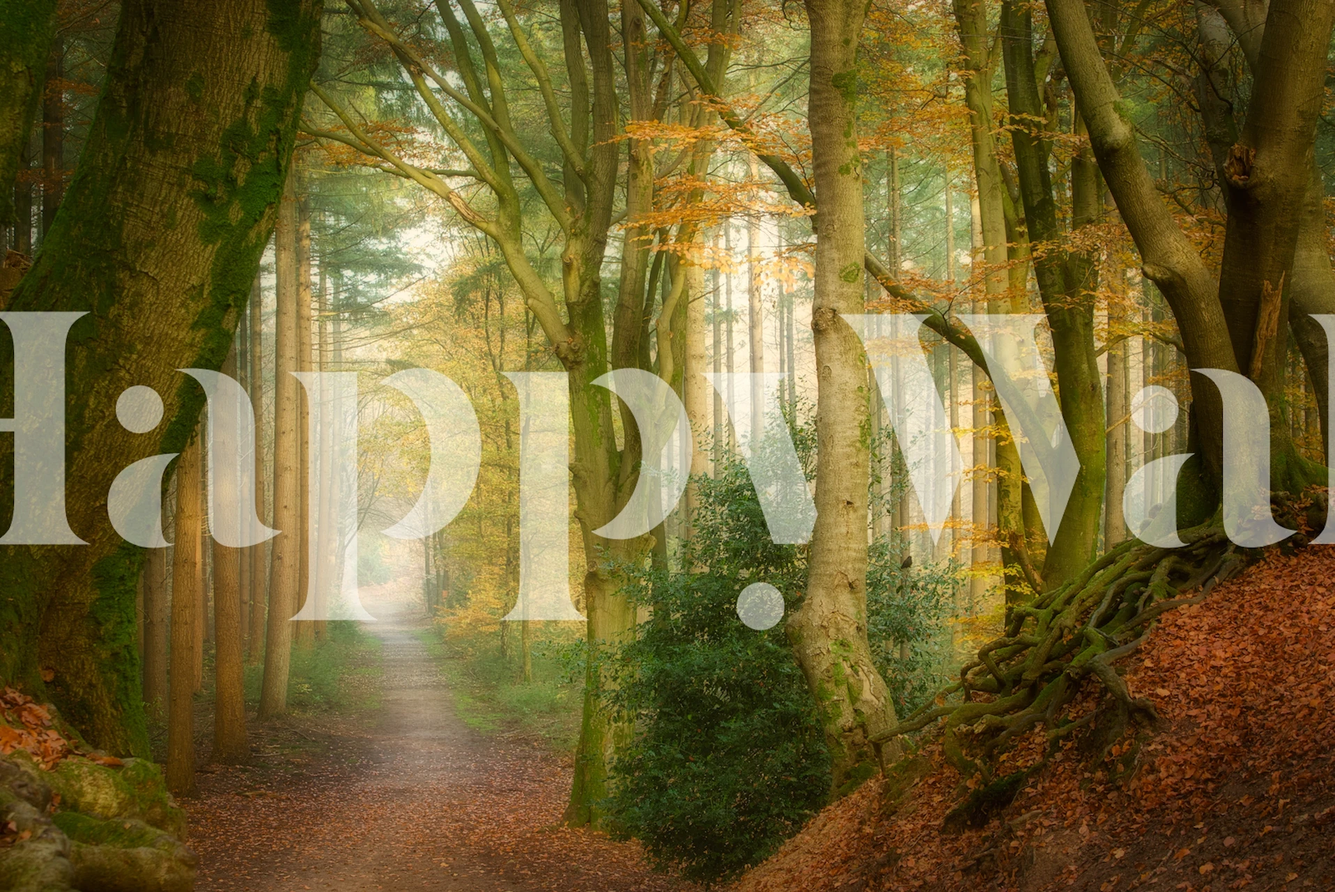 Tåkete skogssti-tapet med tåke og høstfarger