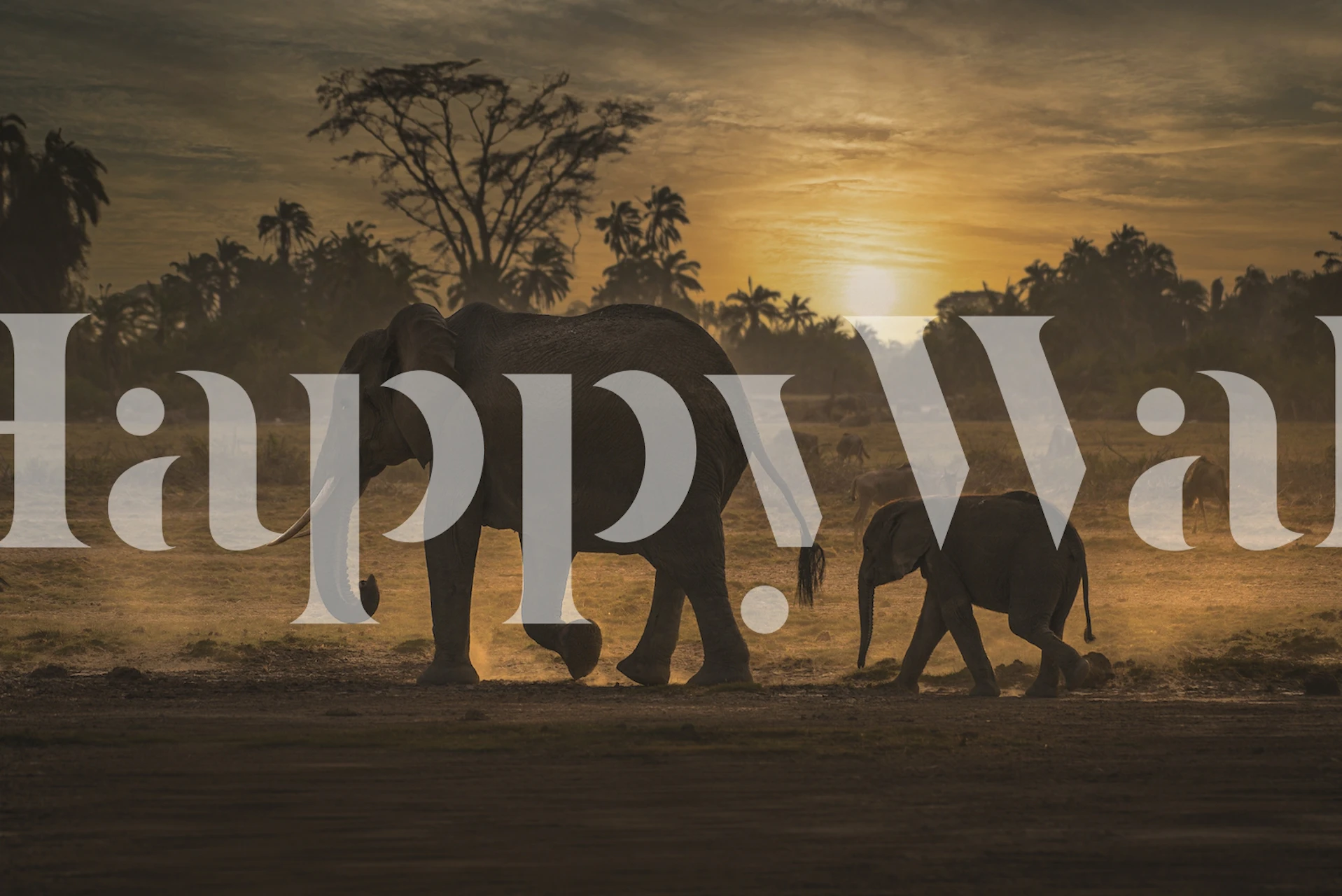 Elephants walking at sunset wallpaper
