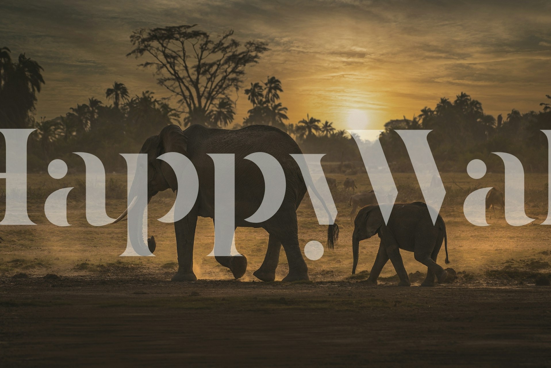Elephants walking at sunset wallpaper