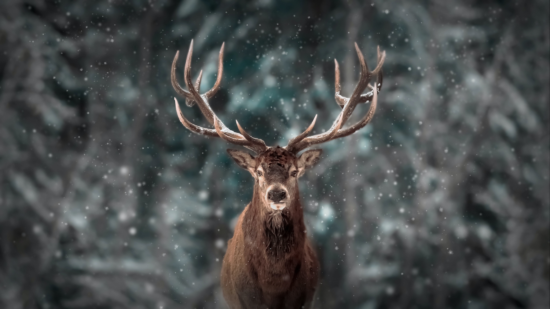 neve