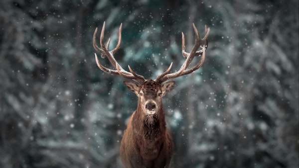 Deer King