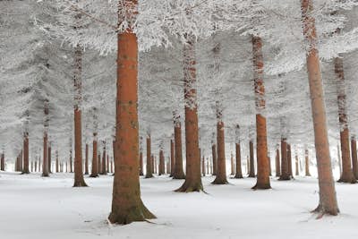 Τοιχογραφία