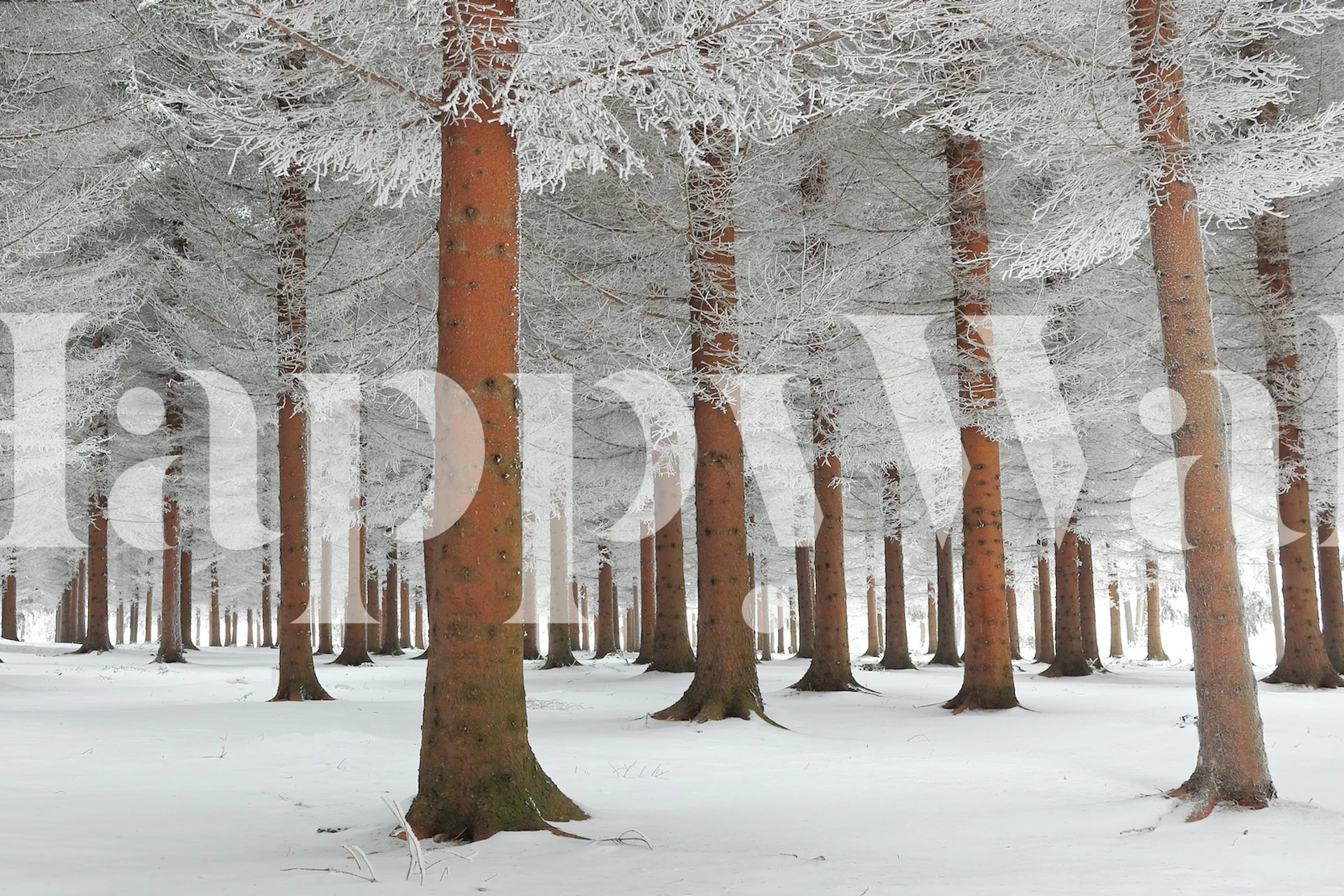 Snow-covered forest with white trees and brown trunks wallpaper