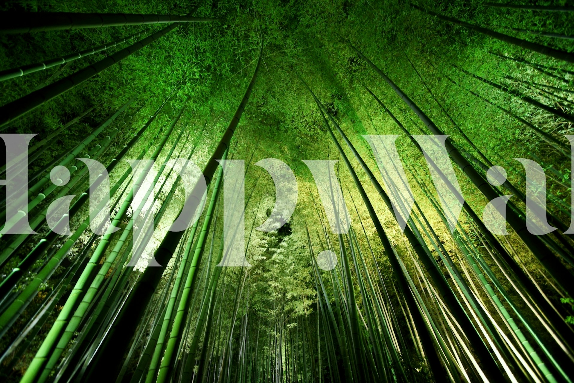 fotomural vinílico de parede místico de floresta de bambu ao luar