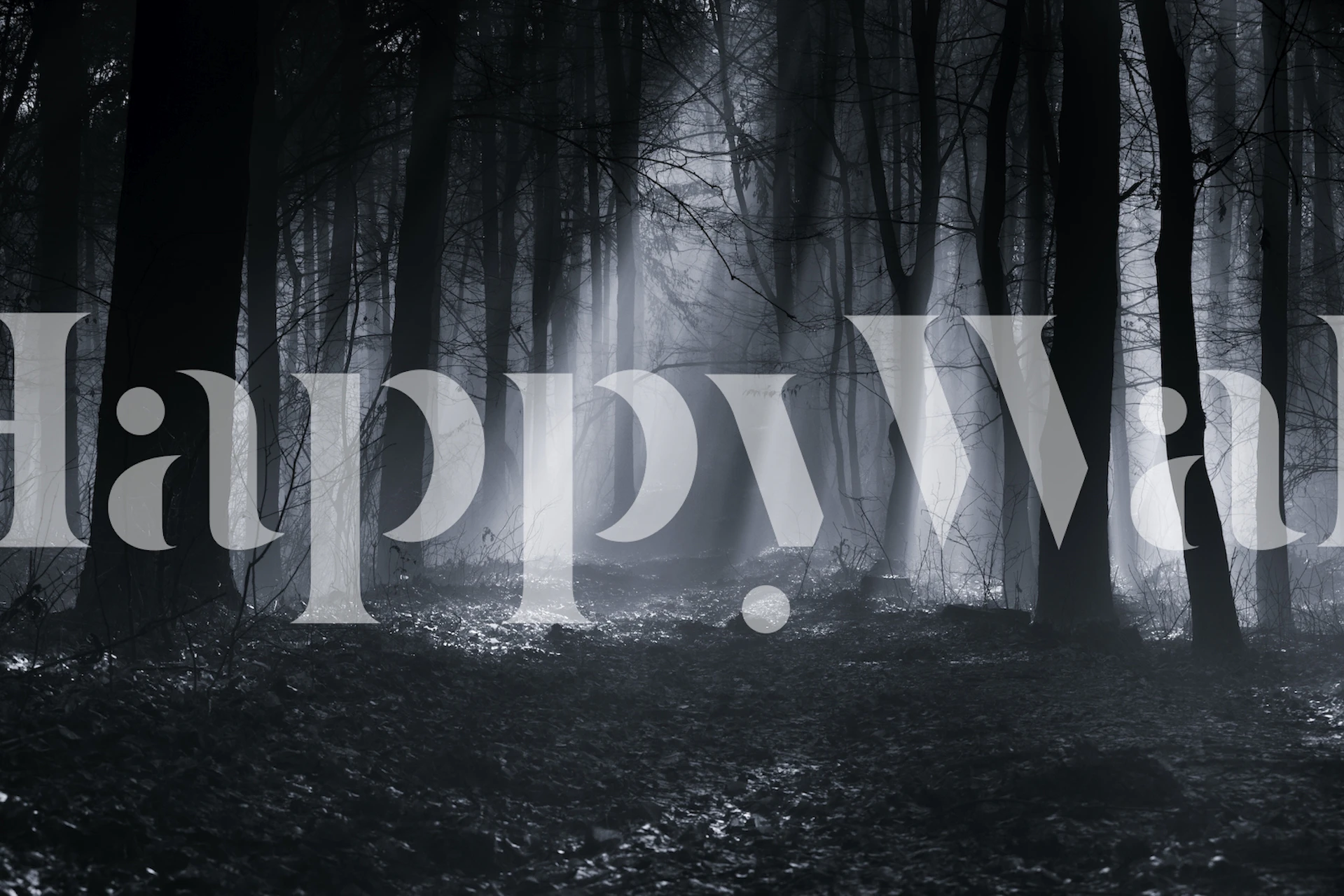 Misty black forest landscape wallpaper with shadows and light