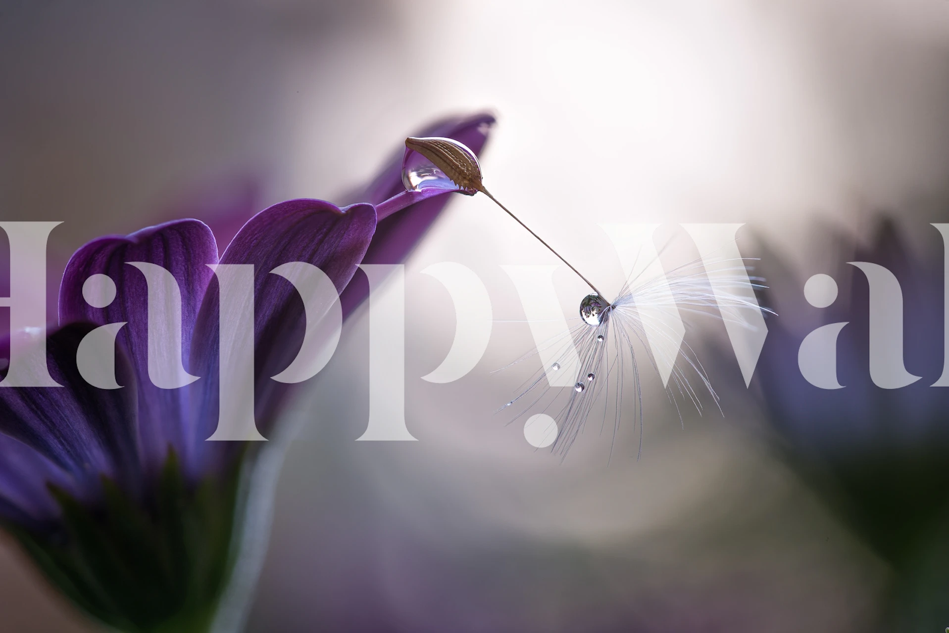 Purple floral wallpaper with dandelion seeds and drops