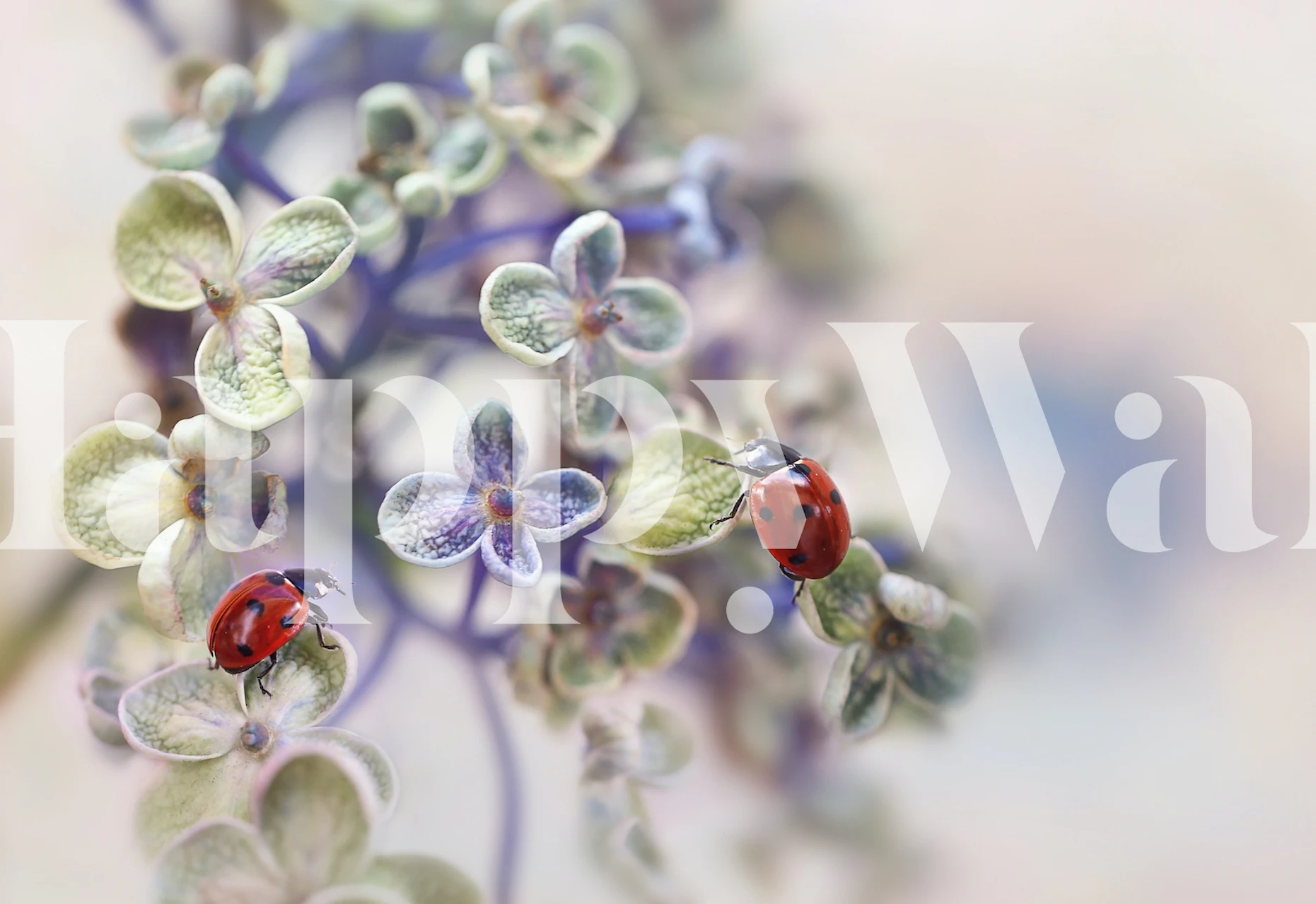 Fragile wallpaper with ladybugs and flowers