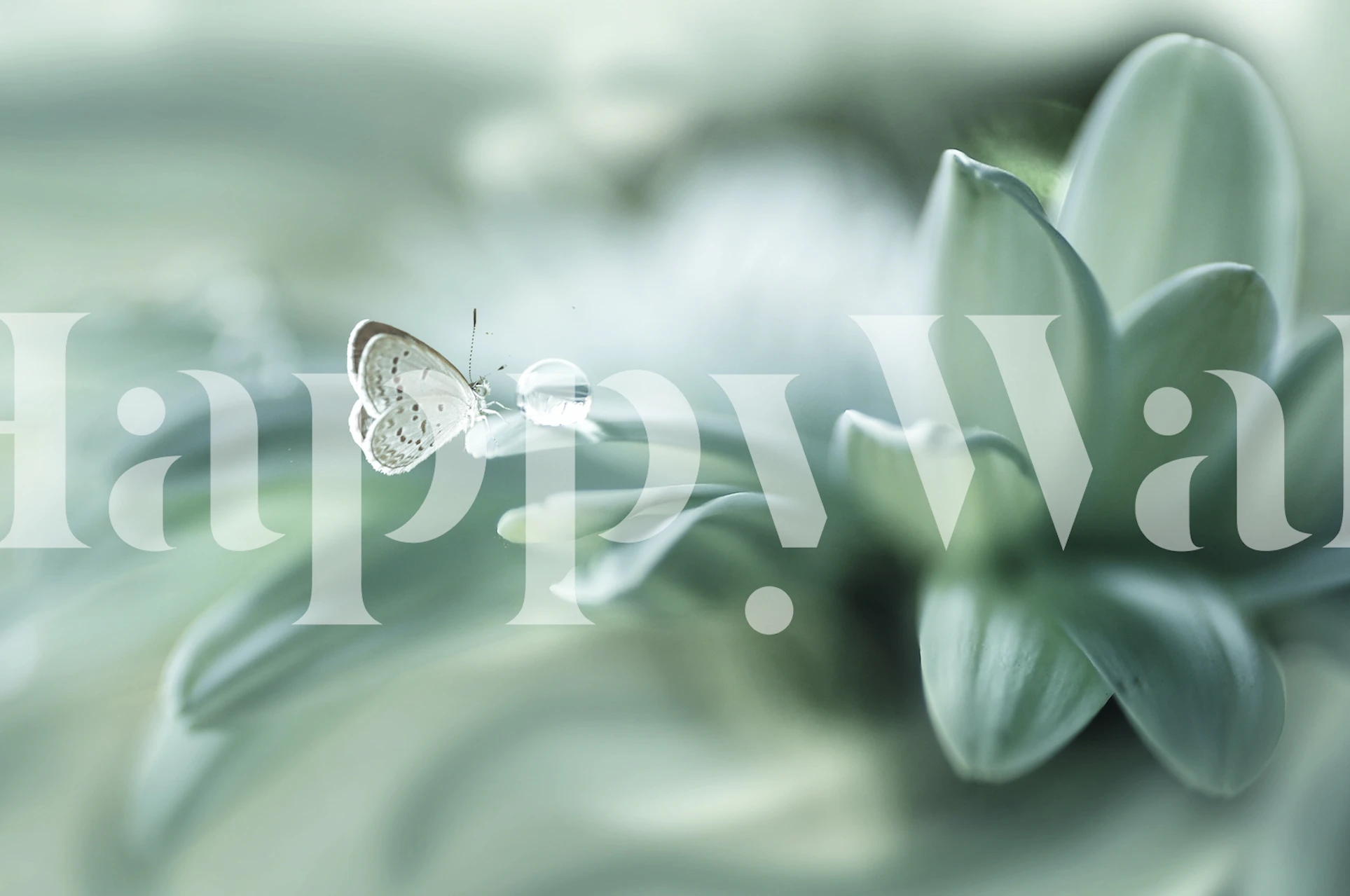 Butterfly on green leaves with soft focus floral wallpaper