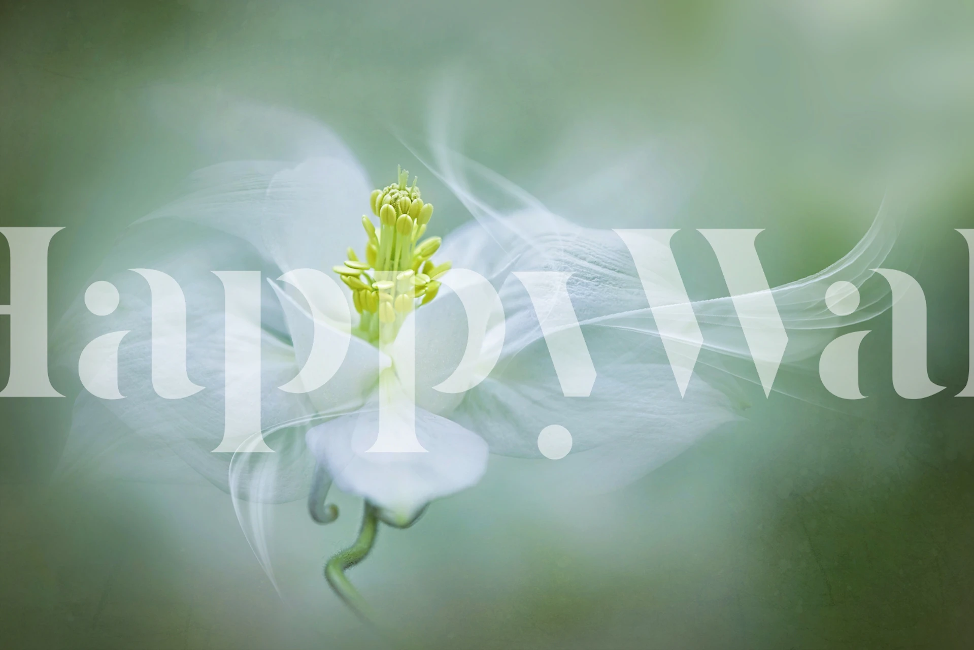 Delicate white flower with soft green background wallpaper
