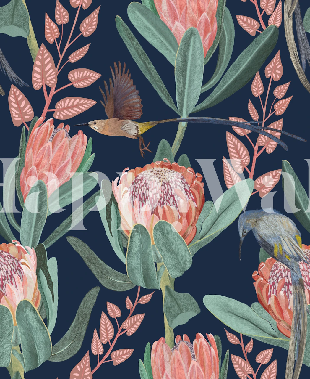 Protea flowers and sunbirds on dark background wallpaper