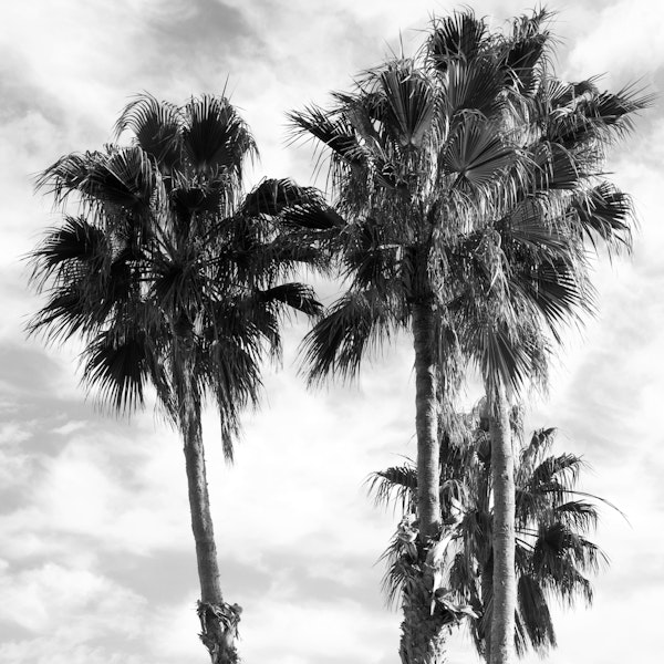 Palm Trees Black White 1
