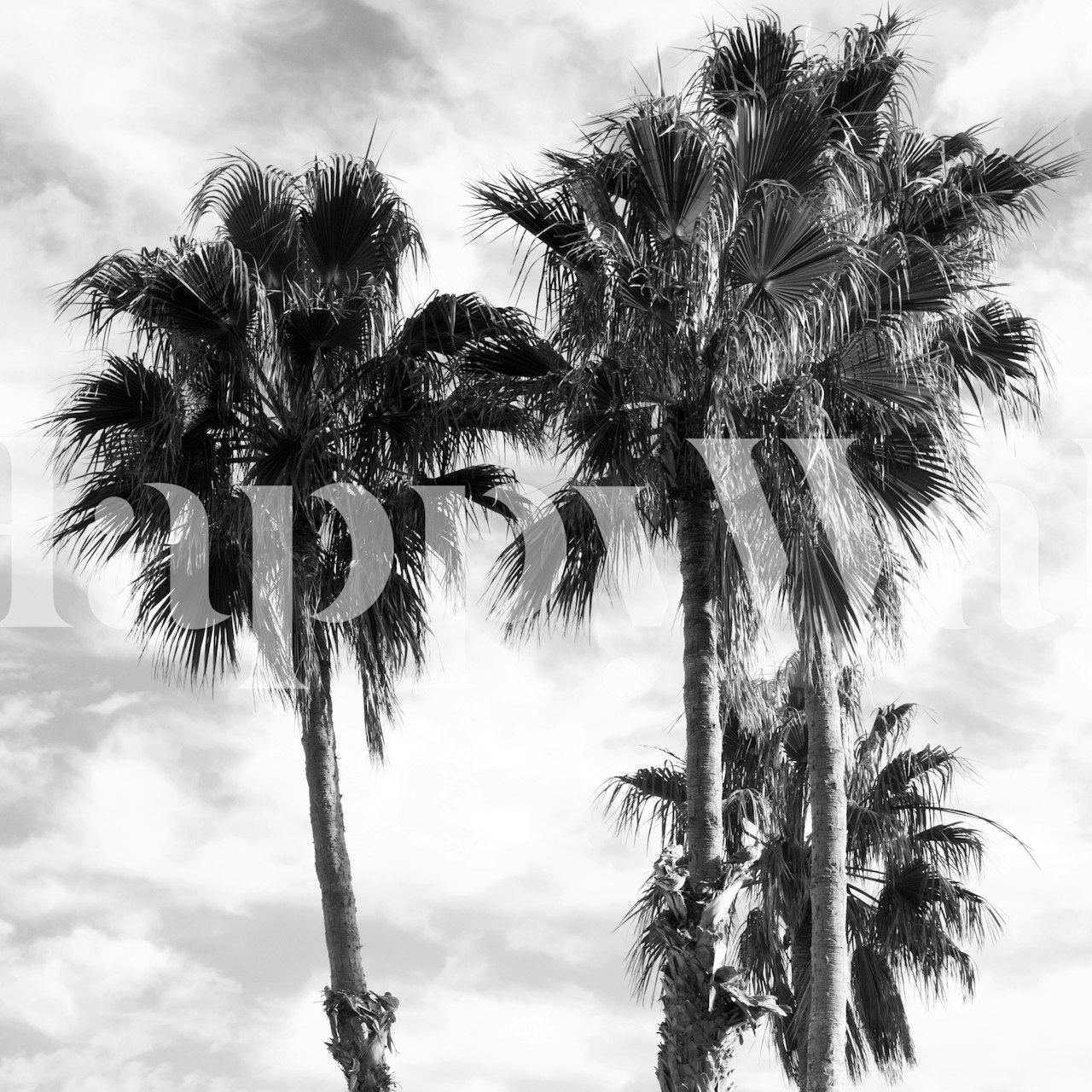 Tapeta Palm Trees černobílá v pokoji