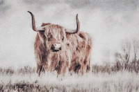 Scottish Highland Cow tapet
