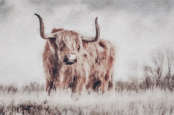Scottish Highland Cow