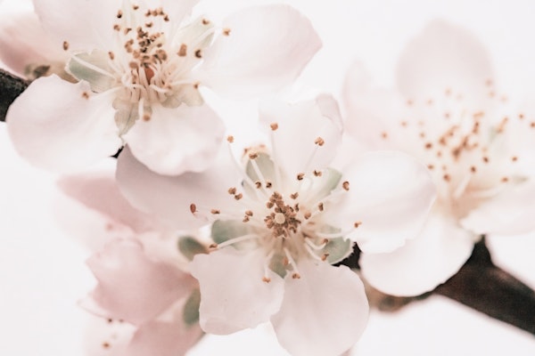 Floral Macro Photography Cherry Blossom