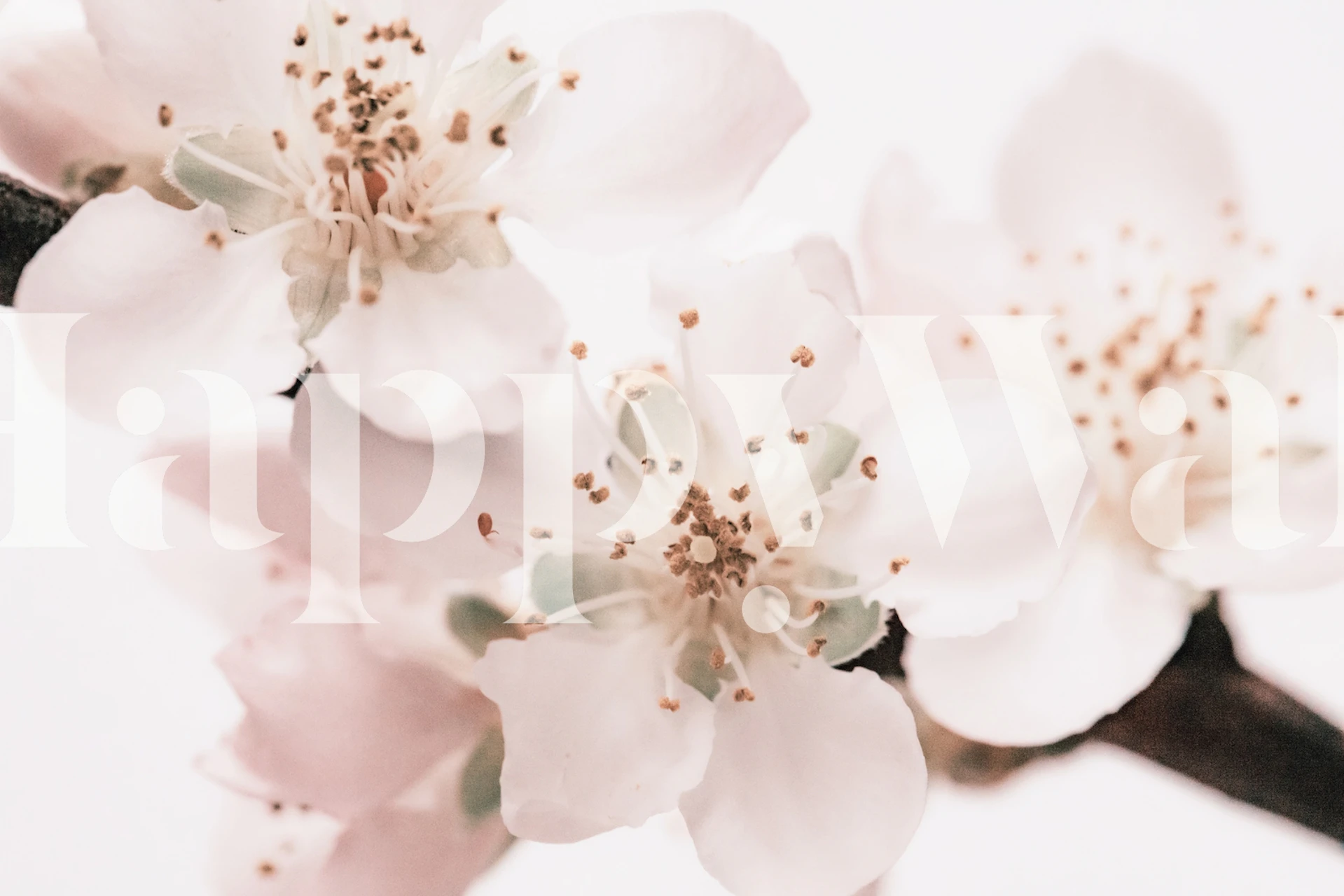 Cherry blossoms wallpaper in a room