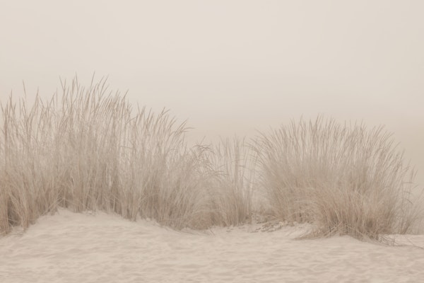 Dunes Grass Beige by MS