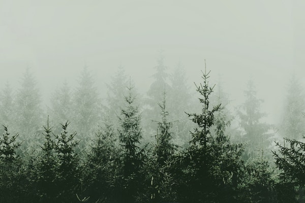 Mountain Forest Morning Green