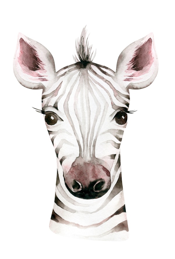 Cute Zebra