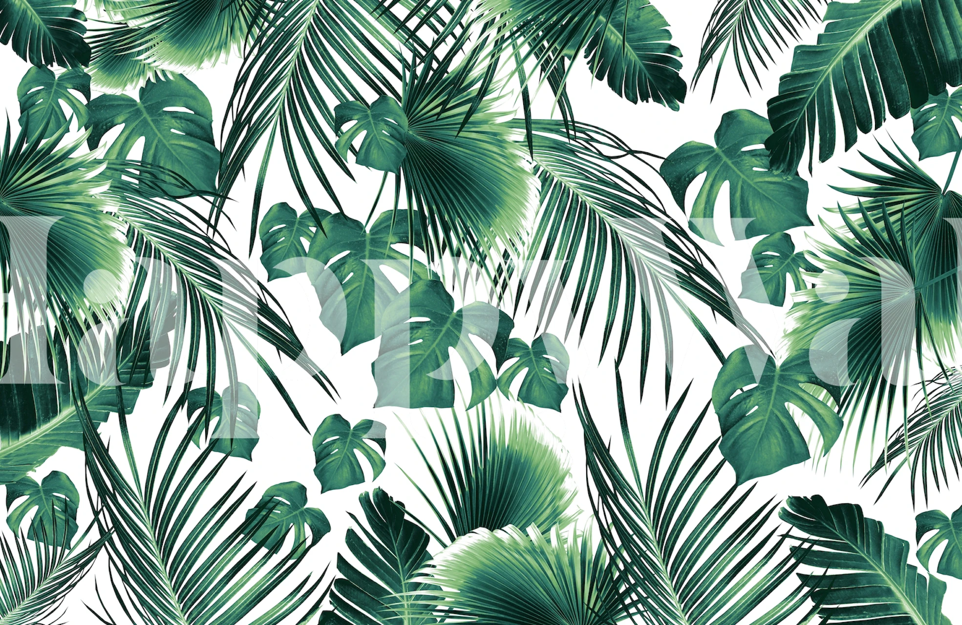 Tropical green monstera leaves on white background wallpaper