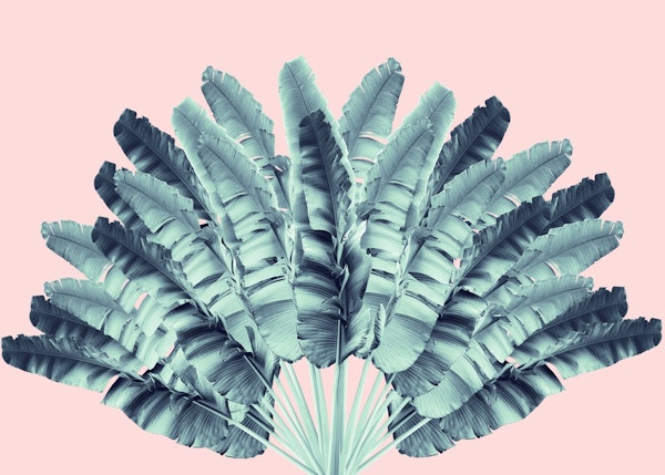 Blush Traveler Tree Dream 1