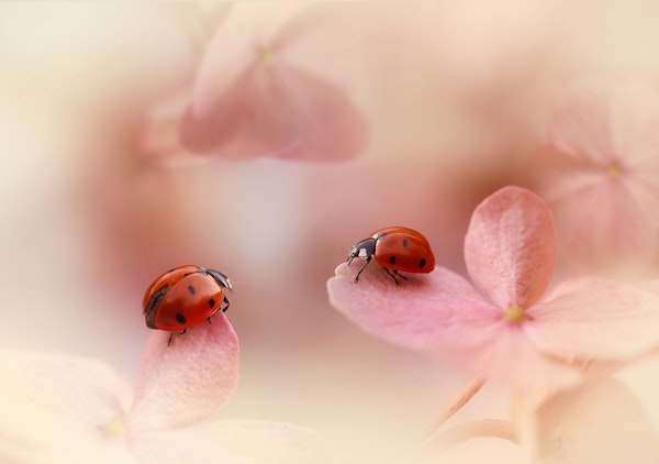 Ladybirds on pink