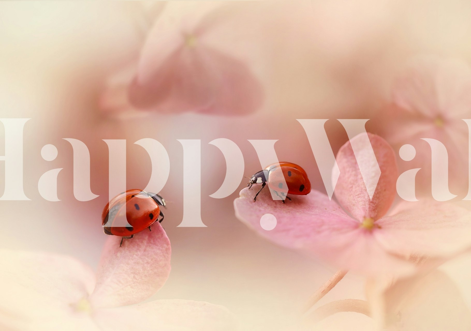 Ladybirds on pink papier peint dans une pièce