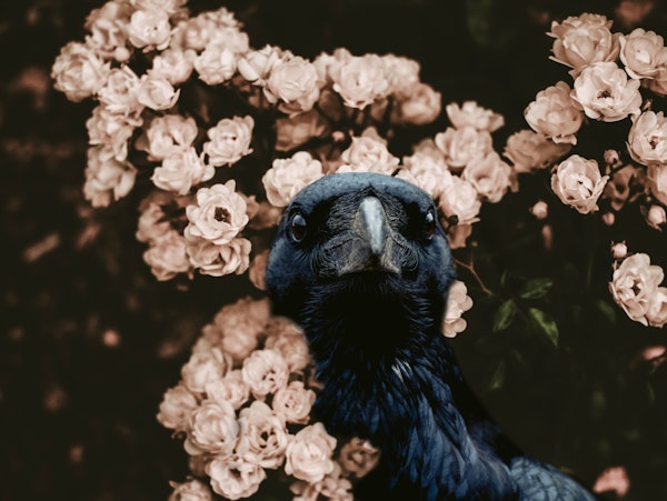 Raven with Wild Roses