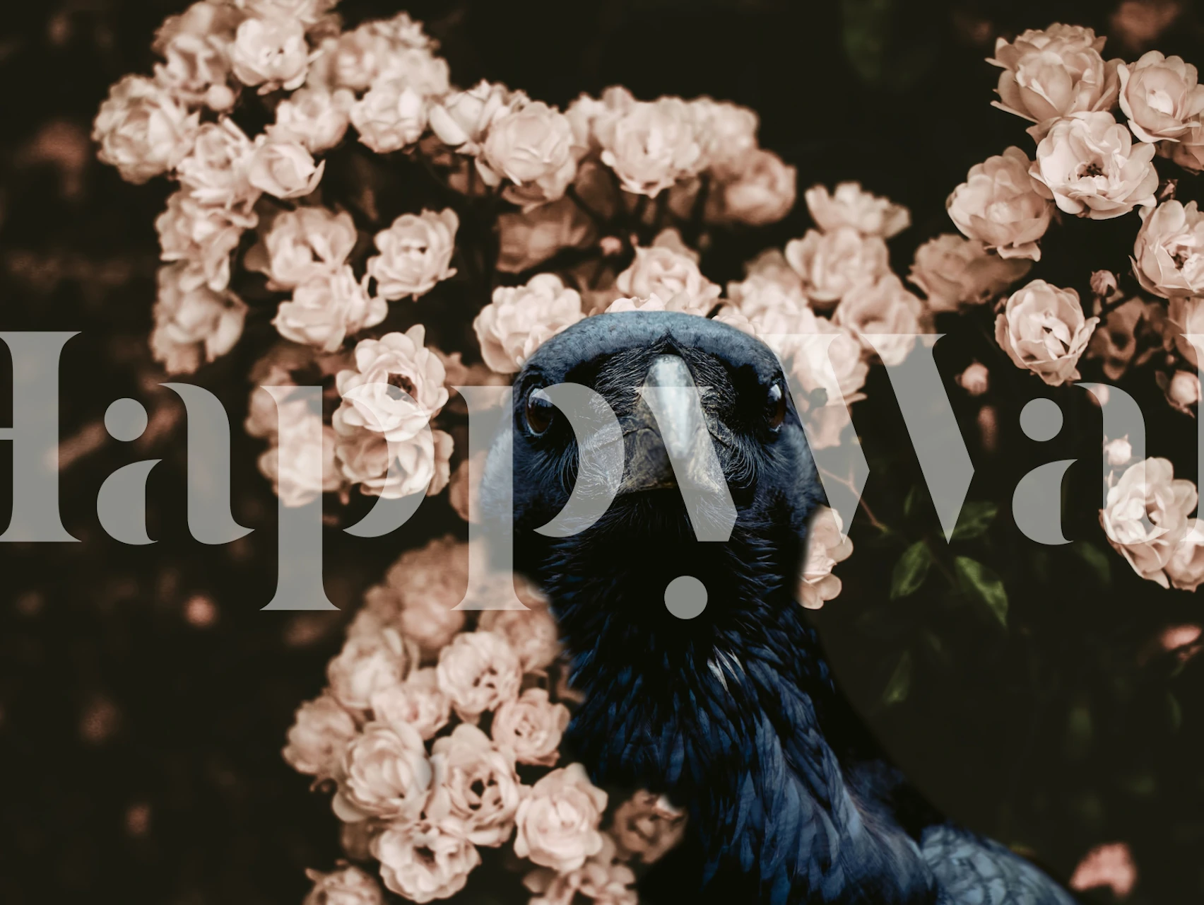 Raven with Wild Roses Tapete in einem Raum