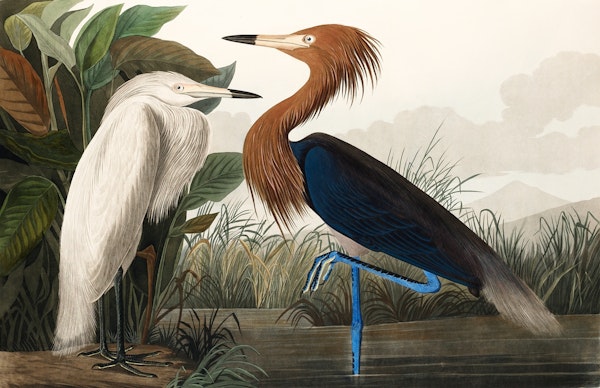 Vintage Tropical Birds