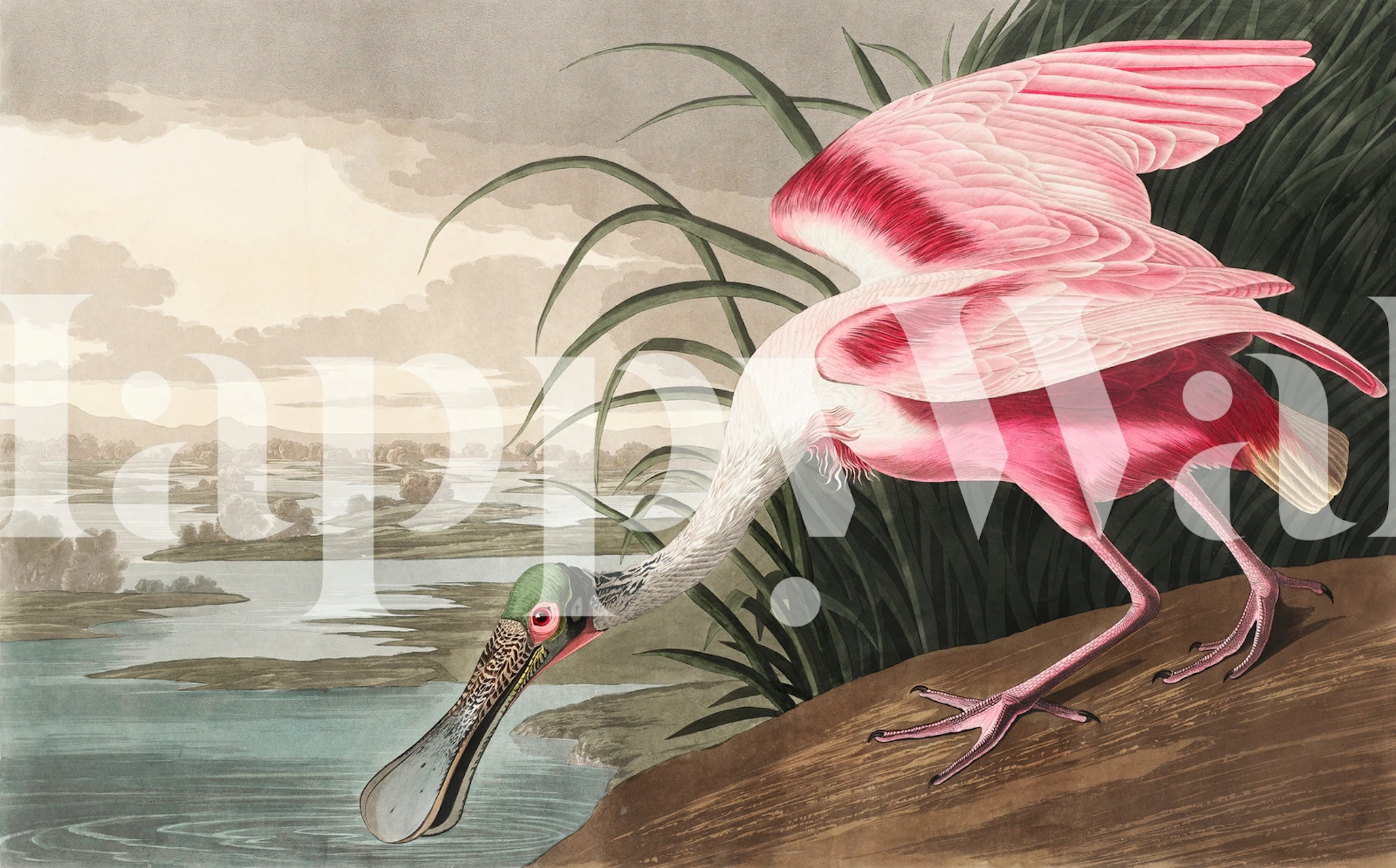 Pink vintage bird with green head and pink feathers wallpaper