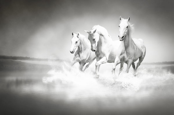 White horses running