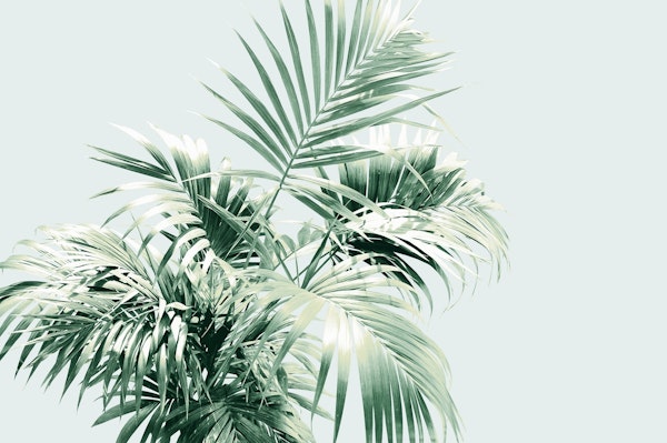 Palm Leaf Vibes 1