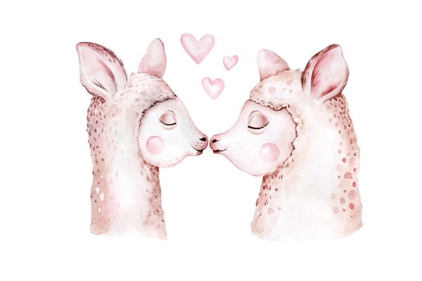Llama love