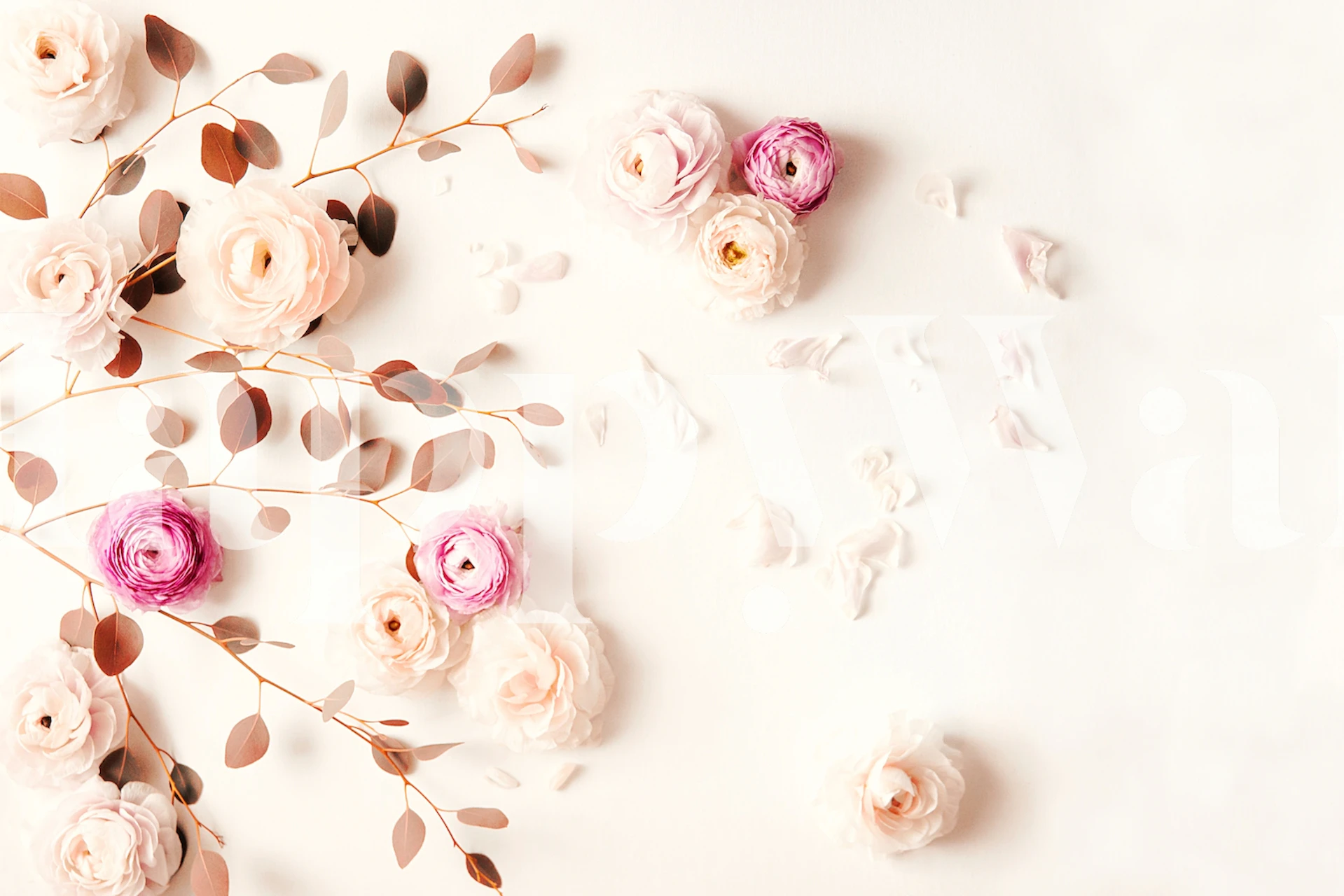 Elegant floral wall mural with creme and blush roses on a crisp white background