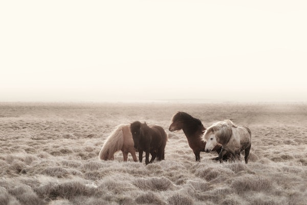 Wild Horses Iceland