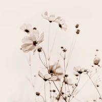 Cosmea Dance Beige carta da parati