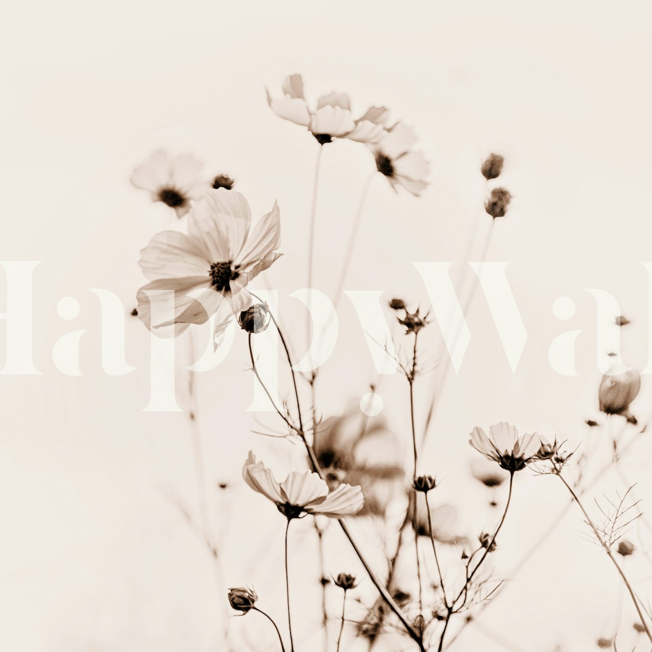 Carta da parati beige con fiori Cosmea dall'estetica serena e naturale