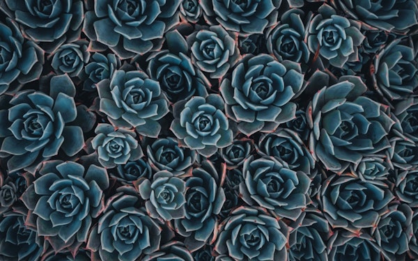 Blue succulents