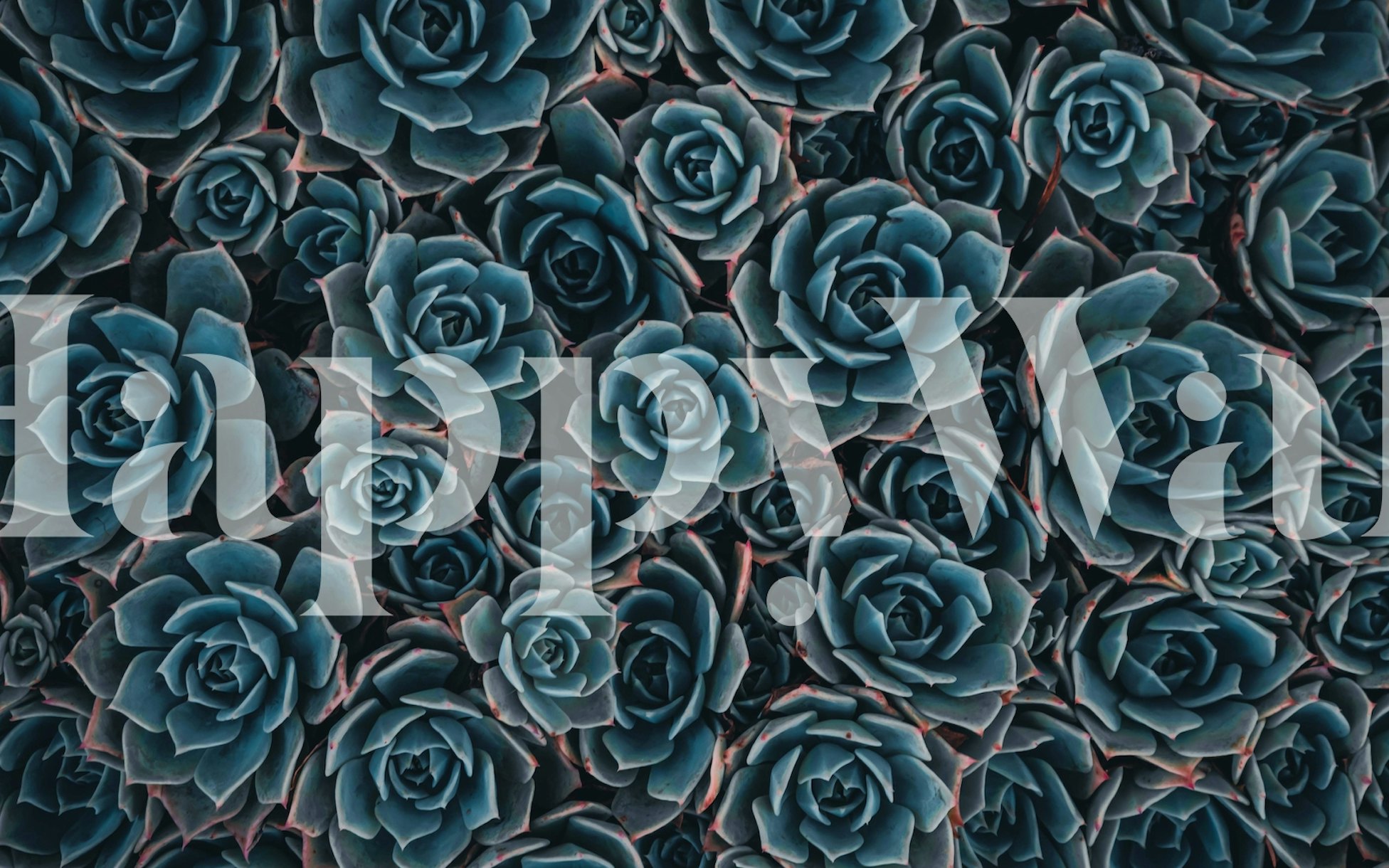 Blue succulents wallpaper - Happywall