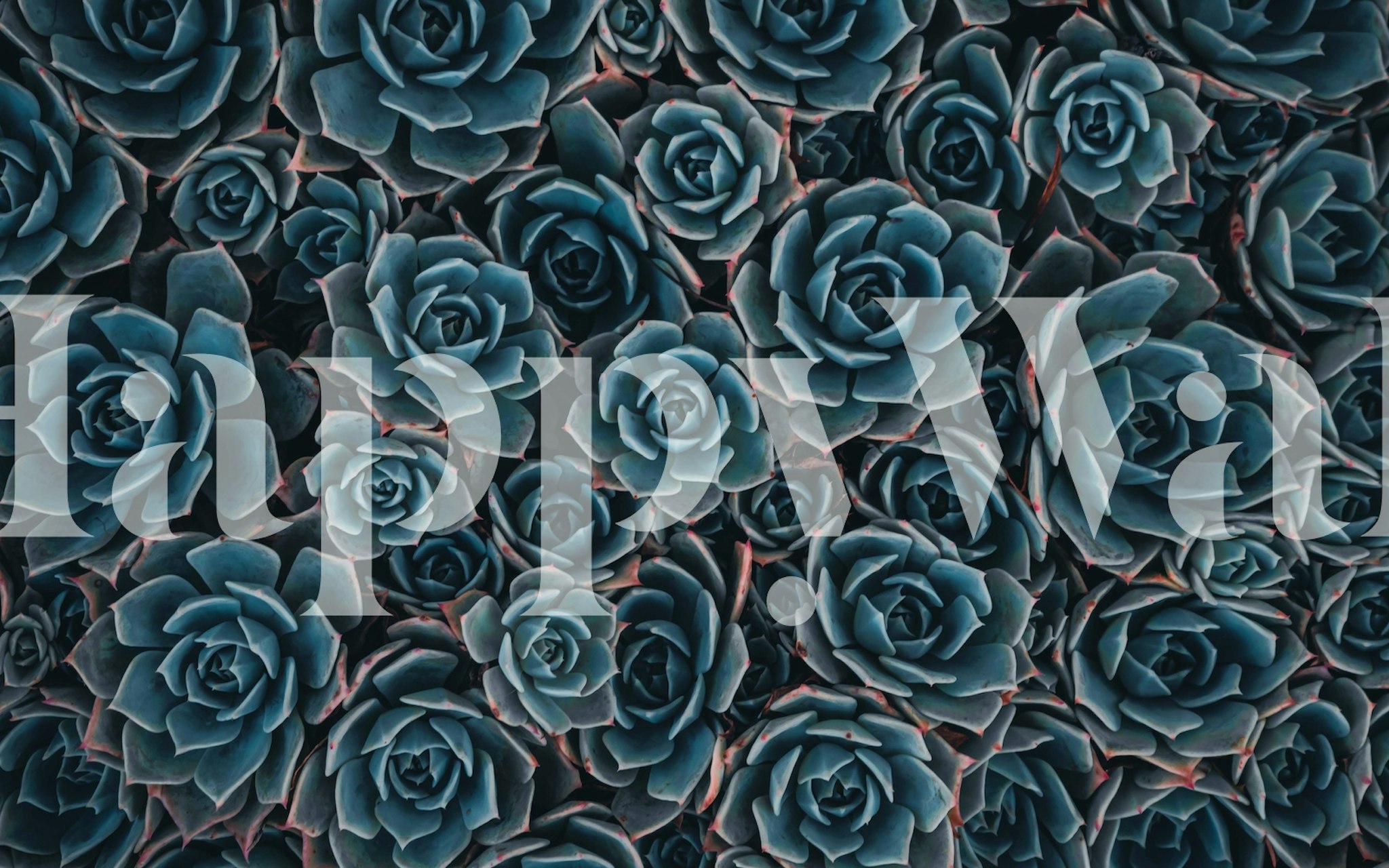 Design de papel de parede Blue succulents em um quarto