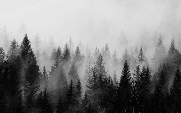 Misty dark forest