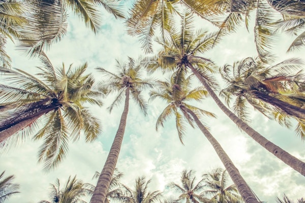 Palm trees and blue sky