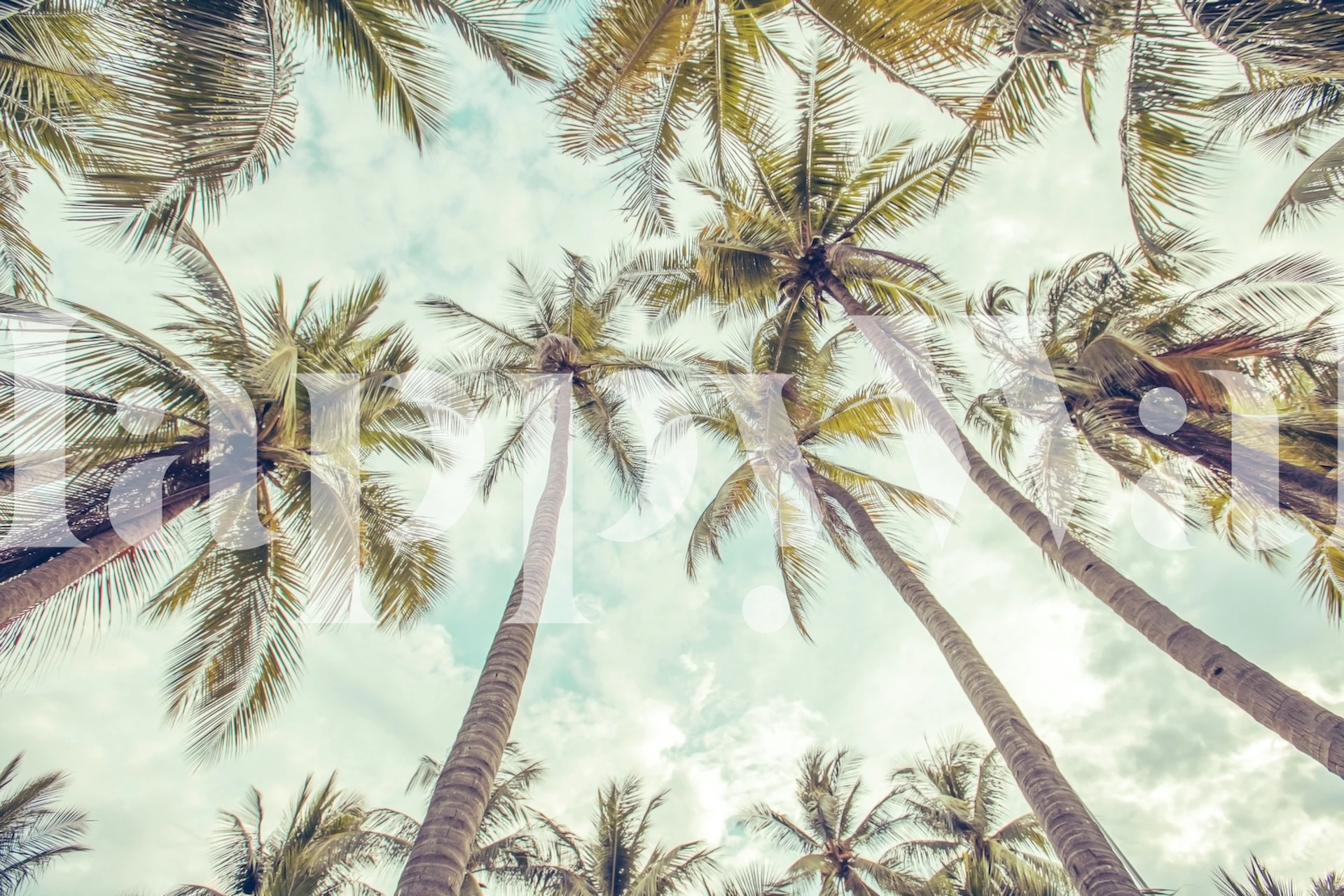Palm trees under a blue sky with soft clouds wallpaper